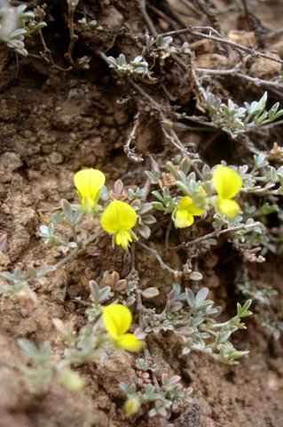 Leobordea arida
